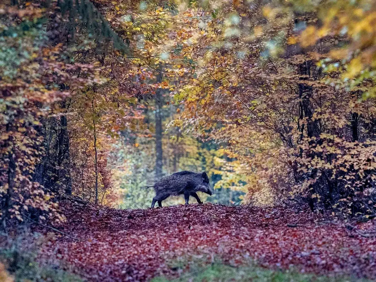 Ett vildsvin vandrar genom en höstskog. Svårt att säga hur många vildsvin som finns i Sverige, men de trivs i sådana här miljöer.