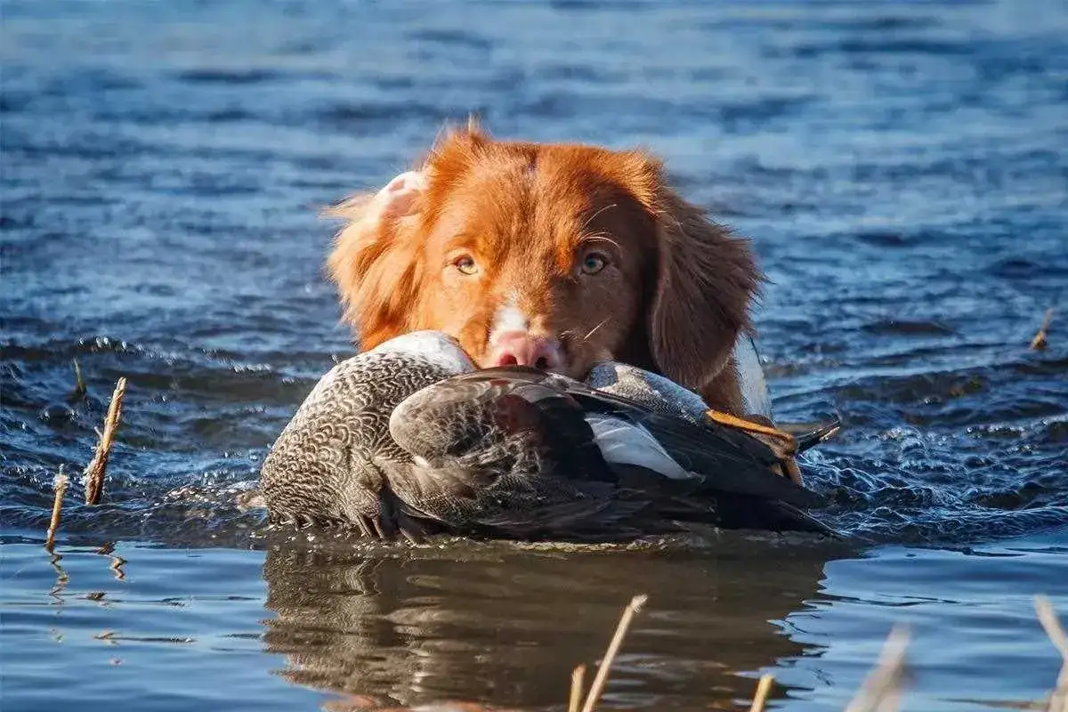 En stolt tollare hund simmar i vattnet med en f&aring;gel i munnen.