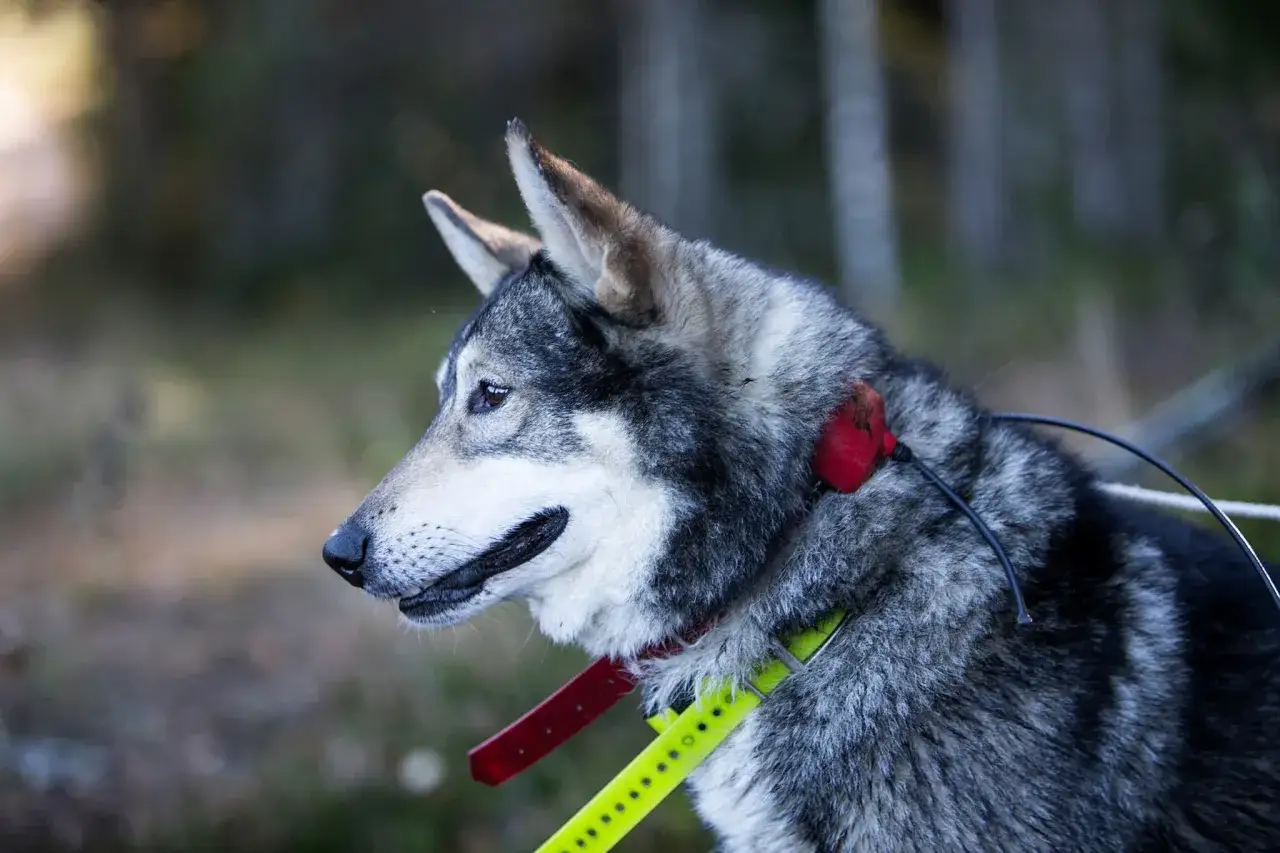 En ståtlig jakthund ras med grå päls och upprättstående öron, redo för äventyr i skogen.