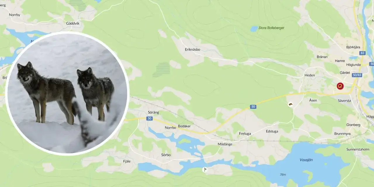 Två vargar i snö. Kartan visar ett område i Sverige där skyddsjakt på varg kan vara aktuell.