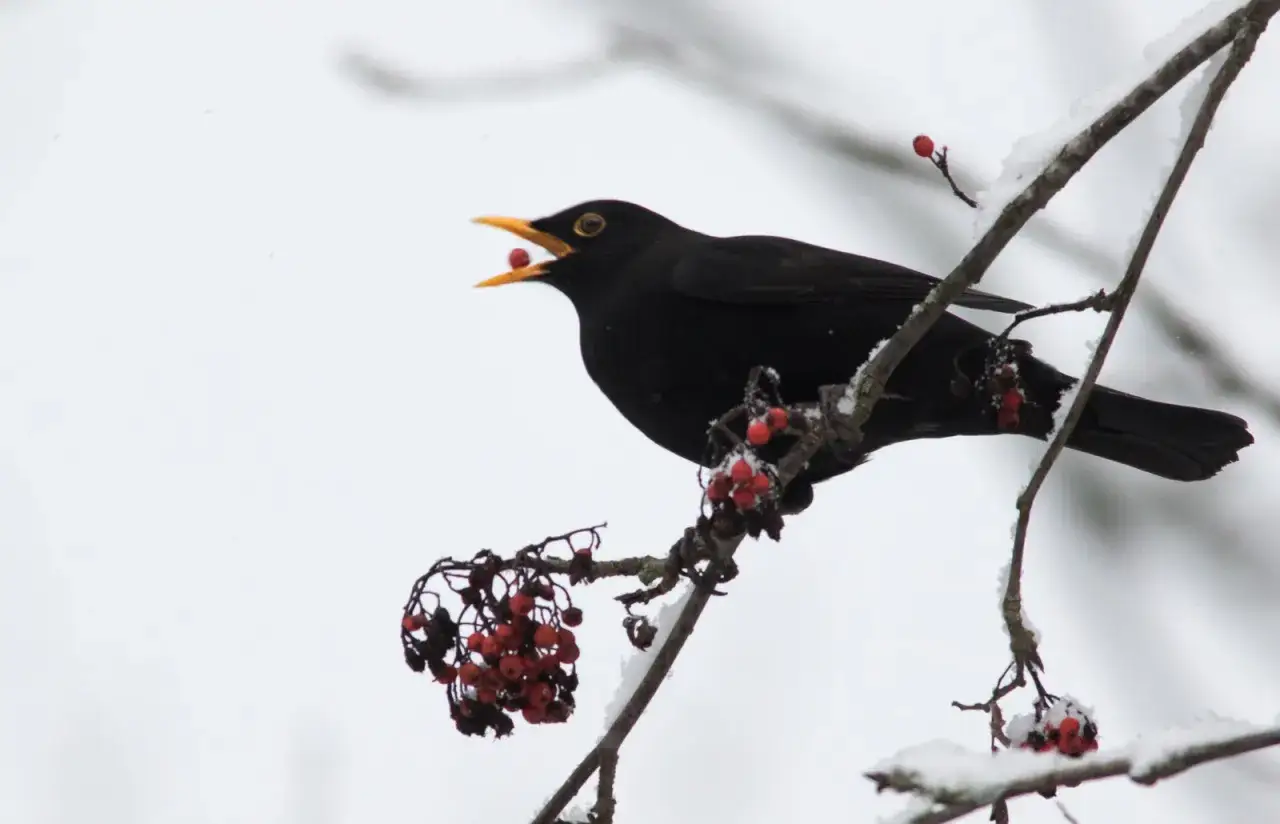 En koltrast, en vacker flyttfågel, sitter på en snötäckt gren och äter röda bär.