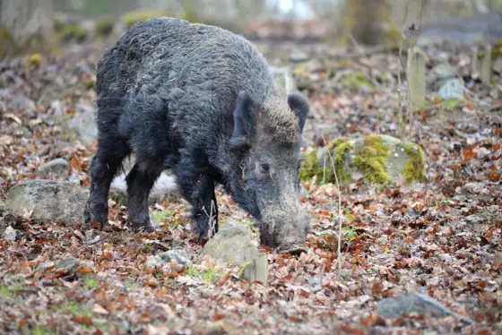 Vildsvinsjakt i Sverige - Din kompletta guide till framgång
