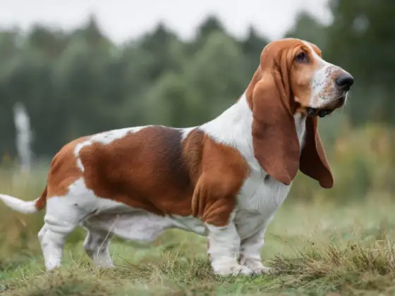 Basset hound som jakthund - Är den rätt för dig?
