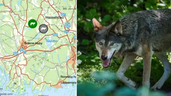 Varg i Blekinge - Passage eller revir? Din guide till läget