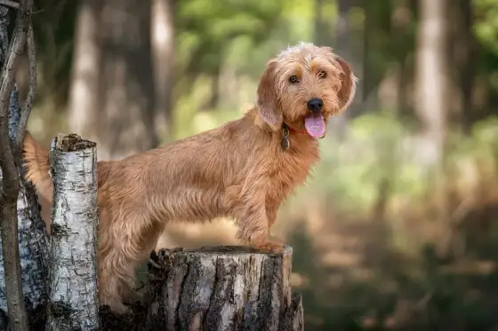 Basset Fauve de Bretagne valp - Få en jaktkamrat för livet