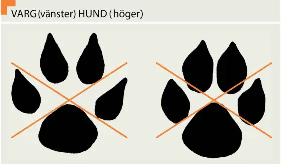 Vargspår - Så skiljer du varg från hund och andra rovdjur