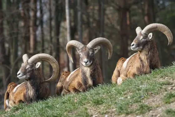 Mufflon i Sverige - Känn igen, förvalta & agera rätt