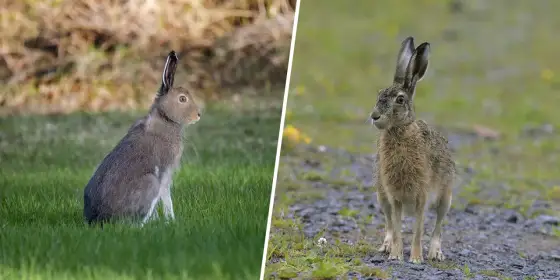 Jakttider hare - Fälthare vs Skogshare: Din guide till laglig jakt