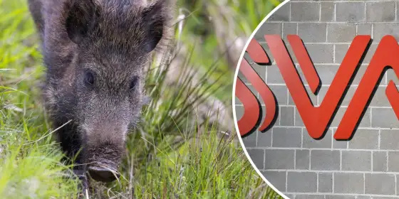 Afrikansk svinpest hos vildsvin - så agerar du rätt