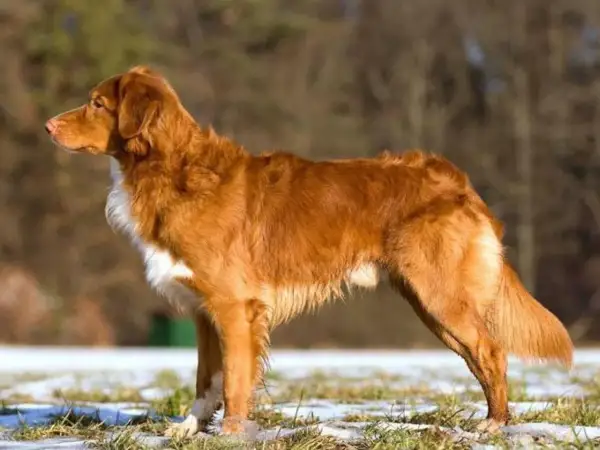 En ståtlig tollare hund med rödbrun päls står i en snötäckt gräsmark.