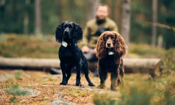 Två jakt cocker spaniel, en svart och en brun, står i skogen med GPS-halsband.