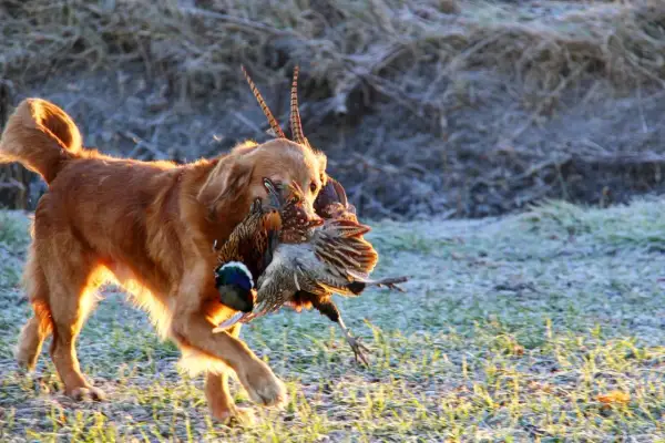 En stolt jakt golden retriever bär hem sitt byte, en fasan, genom frostig mark i morgonsolen.