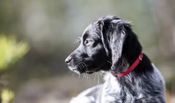 En ung jakt hund med röd halsband, redo för äventyr i skogen.