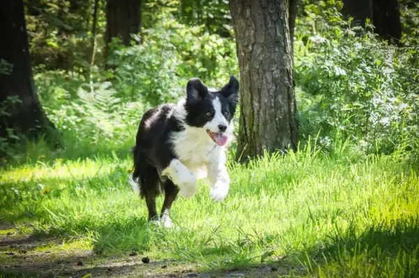 En border collie springer glatt i gräset. Även om koppeltvång hund kan vara nödvändigt, njuter den här hunden av friheten.
