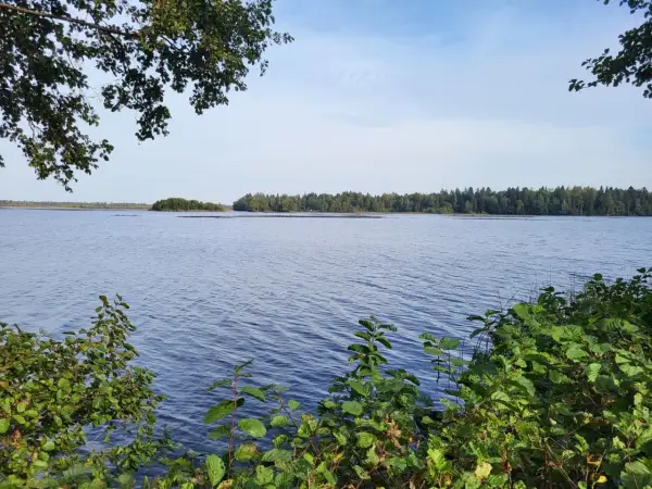 Vacker sjöutsikt med skog i bakgrunden, som om man följer den gula stigen i Uppsala. Grönska ramar in bilden.