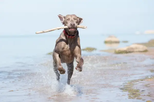 En långhårig weimaraner springer glatt i vattnet med en pinne i munnen.