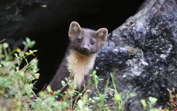 En mårdunge tittar fram ur en mörk håla, omgiven av grönska. Den har mörk päls med ljusare fläck på bröstet.