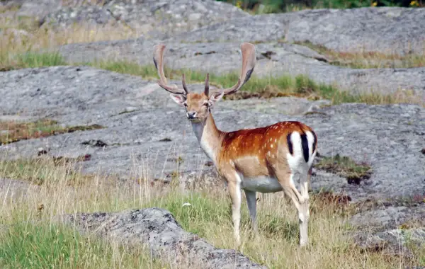 A fallow deer with large, palmate antlers stands in a grassy, rocky landscape.