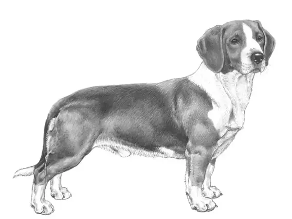 En detaljerad blyertsteckning av en stående drever hund med mörka öron och en vit fläck på bröstet.