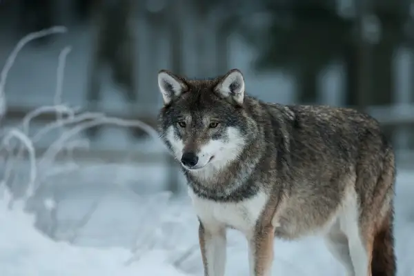 En varg står i snön, en påminnelse om den pågående debatten om skyddsjakt varg i Sverige.