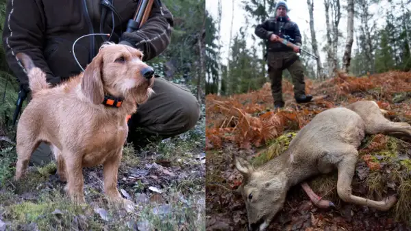 En stolt basset fauve de bretagne vid jägarens sida i skogen, med ett fällt rådjur i bakgrunden.
