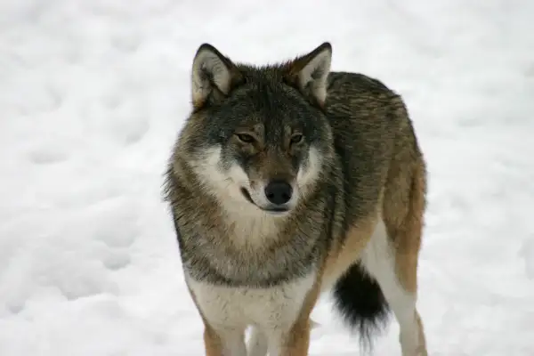 En varg, eller Canis lupus på latin, står i snön.
