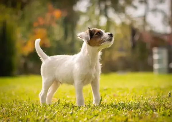 En alert parson russell terrier står i gräset och tittar uppåt, redo för lek i höstsolen.