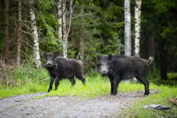 Två vildsvin på en grusväg i skogen. Kanske en del av en diskussion om skyddsjakt vildsvin regler.