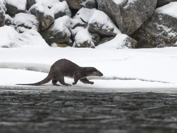 Utter med sin långa, uttrycksfulla svans springer längs en snötäckt strandkant.