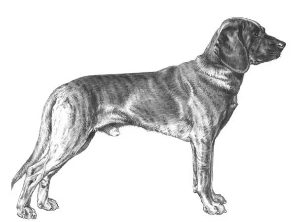 En teckning av en stående hannoveransk viltspårhund med randig päls och hängande öron.