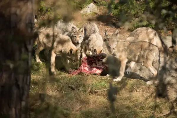 En flock vargar, imponerande i varg storlek, samlas kring ett kadaver i skogen.
