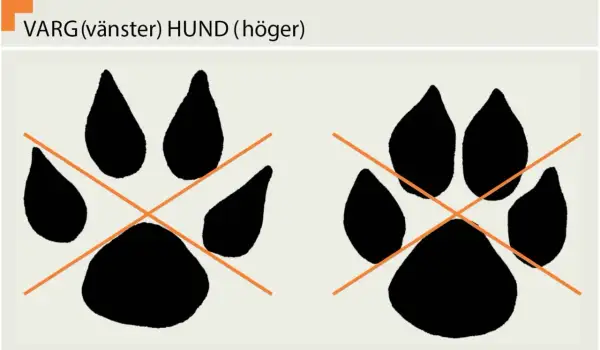 Två tassavtryck, ett varg spår till vänster och ett hund spår till höger, med orange kors över.