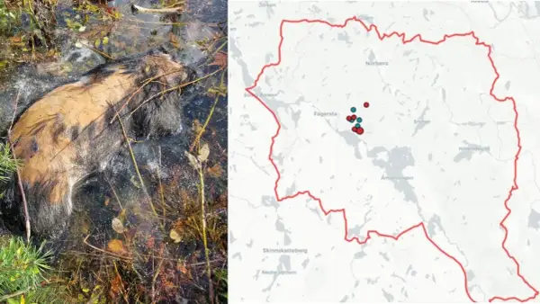 Vildsvin i vatten, bredvid en karta över Västmanland, Sverige, med prickar som markerar observationer.