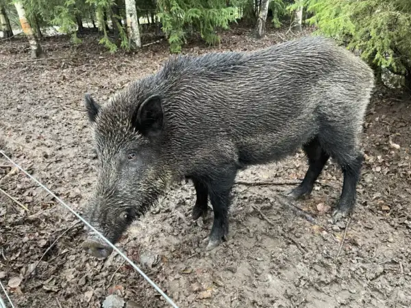 Vildsvin i skogen. Undrar hur blir man av med vildsvin när de bökar runt?