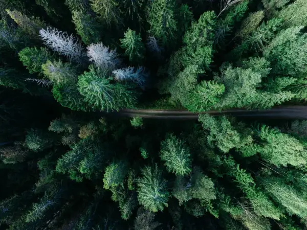 En grusväg slingrar sig genom en tät grön skog, en perfekt vandringsled norrland för äventyr.