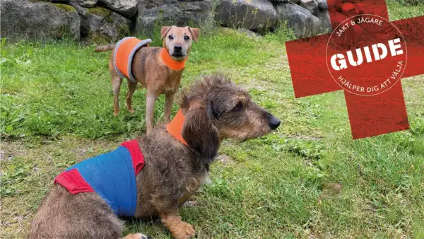 Två hundar med skyddande bandage runt kroppen. Den ena har en avskavd trampdyna och bär ett orange halsband.