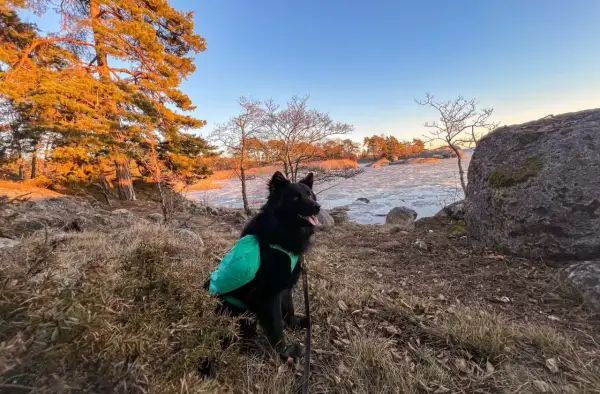 Svart hund med grön väst njuter av en vacker solnedgång vid en isig sjö. En härlig stund för vandra med hund.
