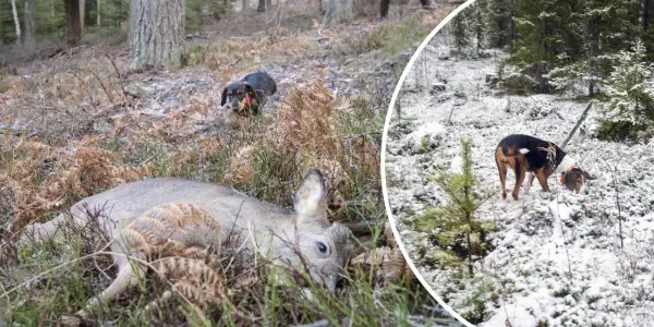 En lajka hund i skogen, en ligger död, en annan undersöker.