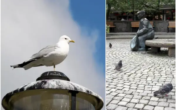 En fiskmås sitter på en lyktstolpe. På andra sidan, en staty av en man med duvor på kullerstensgatan. Frågan om man får skjuta fiskmåsar är irrelevant här.