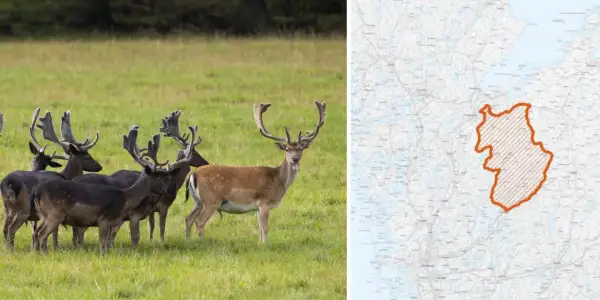 En flock dovhjortar med imponerande horn på en grön äng. Till höger en karta över Sverige med ett markerat område, troligen för skyddsjakt dovhjort.
